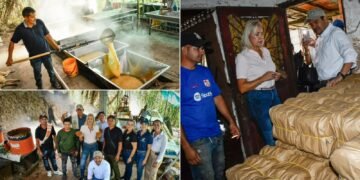 Paneleros de Mariquita reducen tala y consumo de leña con hornillas entregadas por Cortolima