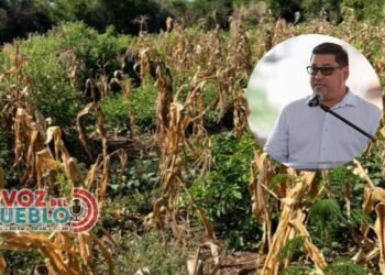 Sequía golpea a Armero Guayabal llevan 26 días sin lluvia colapsando a cultivadores de maíz