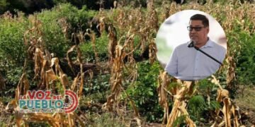 Sequía golpea a Armero Guayabal llevan 26 días sin lluvia colapsando a cultivadores de maíz
