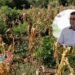 Sequía golpea a Armero Guayabal llevan 26 días sin lluvia colapsando a cultivadores de maíz