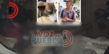 Horror en Chaparral: denuncian a un abuelo de maltrato y presunto abuso contra una canina