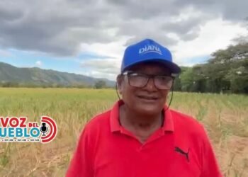 “Estoy que caigo igual que las matas”: dramático testimonio de agricultor tras pérdida total del maíz en Valle de San Juan