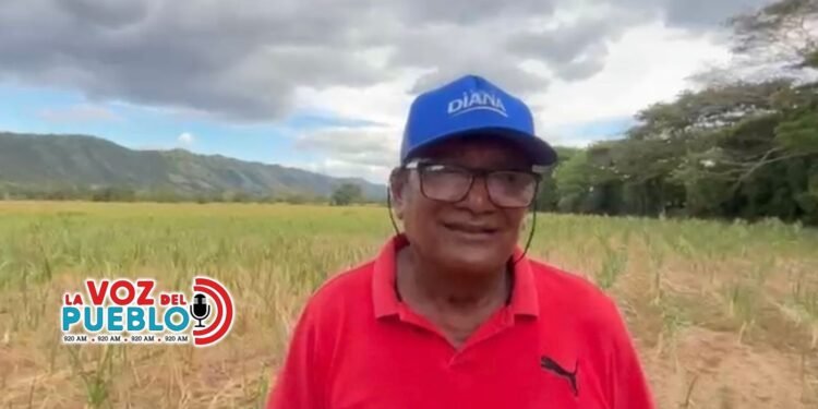 “Estoy que caigo igual que las matas”: dramático testimonio de agricultor tras pérdida total del maíz en Valle de San Juan