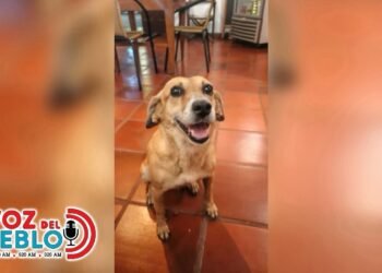 “Era una perrita alegre y noble”: el desgarrador relato detrás del caso de ‘Lula’ en Honda