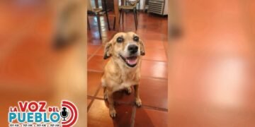 “Era una perrita alegre y noble”: el desgarrador relato detrás del caso de ‘Lula’ en Honda