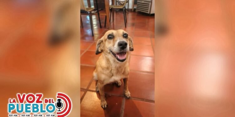 “Era una perrita alegre y noble”: el desgarrador relato detrás del caso de ‘Lula’ en Honda