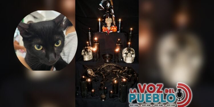 Autoridades alertan presunto sacrificio de un gato en ritual de brujería en El Espinal