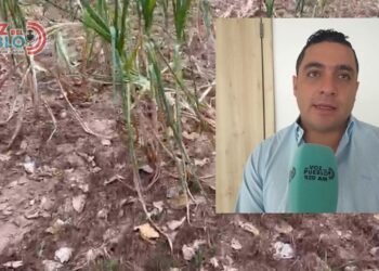 Más de 5.000 personas afectadas en Valle de San Juan por pérdida de cosecha de maíz a cuenta de la sequía