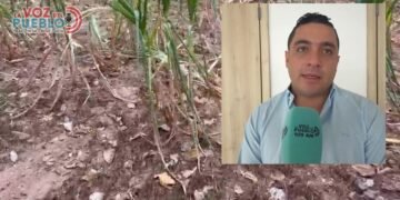 Más de 5.000 personas afectadas en Valle de San Juan por pérdida de cosecha de maíz a cuenta de la sequía