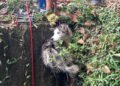 Rescataron a perrita que cayó en una alcantarilla en La Variante