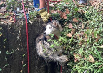 Rescataron a perrita que cayó en una alcantarilla en La Variante