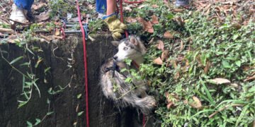Rescataron a perrita que cayó en una alcantarilla en La Variante