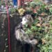 Rescataron a perrita que cayó en una alcantarilla en La Variante