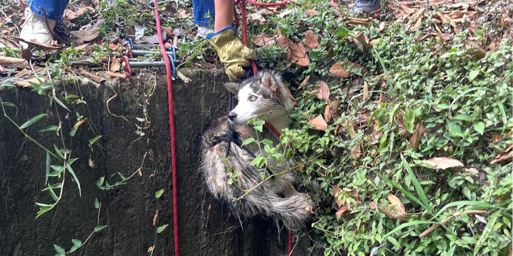 Rescataron a perrita que cayó en una alcantarilla en La Variante