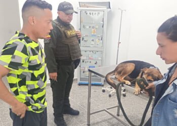 Buscan apoyo económico para tratamiento veterinario de ‘Toby’, perrito criollo que fue lanzado de un cuarto piso
