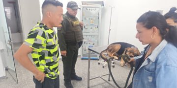 Buscan apoyo económico para tratamiento veterinario de ‘Toby’, perrito criollo que fue lanzado de un cuarto piso