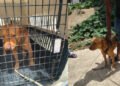 Rescataron a un perro que intentaron agredir por haber mordido a dos menores en la Comuna Seis