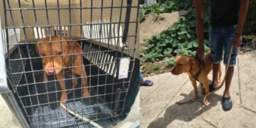 Rescataron a un perro que intentaron agredir por haber mordido a dos menores en la Comuna Seis