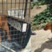 Rescataron a un perro que intentaron agredir por haber mordido a dos menores en la Comuna Seis