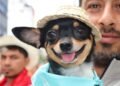 Abiertas las inscripciones para el Primer Reinado Canino del Festival de Bienestar Animal