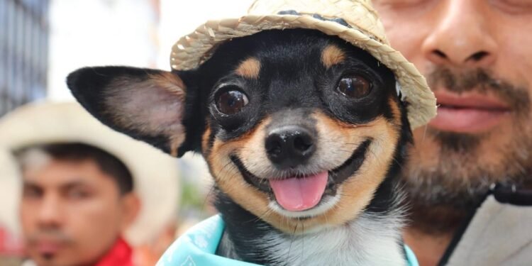 Abiertas las inscripciones para el Primer Reinado Canino del Festival de Bienestar Animal