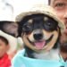 Abiertas las inscripciones para el Primer Reinado Canino del Festival de Bienestar Animal