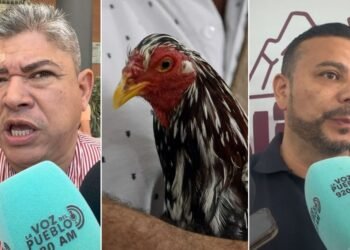 “Están totalmente prohibidas”: alcalde de Purificación rechaza eventos donde cuelguen y degüellen a los gallos