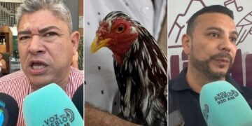 “Están totalmente prohibidas”: alcalde de Purificación rechaza eventos donde cuelguen y degüellen a los gallos