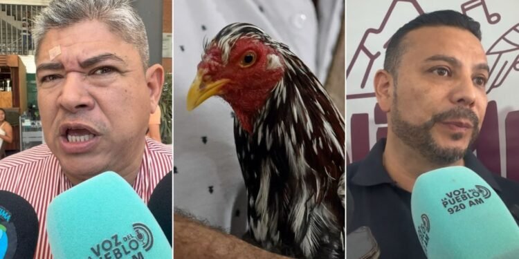“Están totalmente prohibidas”: alcalde de Purificación rechaza eventos donde cuelguen y degüellen a los gallos