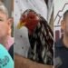 “Están totalmente prohibidas”: alcalde de Purificación rechaza eventos donde cuelguen y degüellen a los gallos