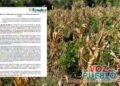 Sequía deja pérdidas por más de $40.000 millones en cultivos de maíz del Tolima