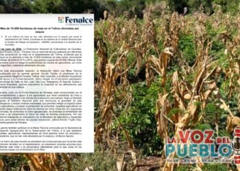 Sequía deja pérdidas por más de $40.000 millones en cultivos de maíz del Tolima