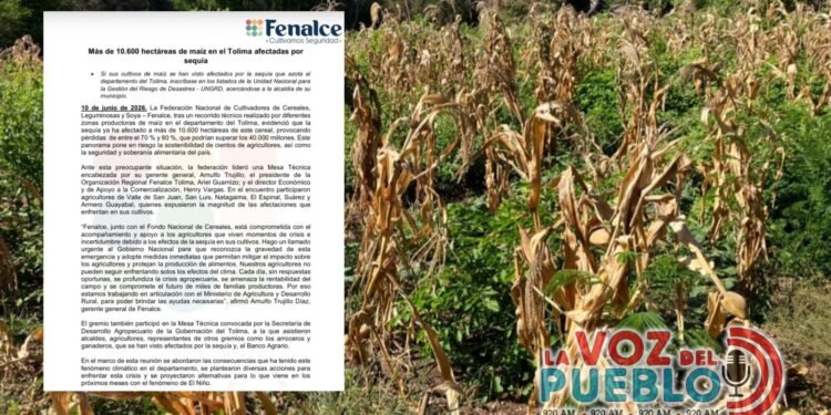 Sequía deja pérdidas por más de $40.000 millones en cultivos de maíz del Tolima