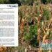 Sequía deja pérdidas por más de $40.000 millones en cultivos de maíz del Tolima
