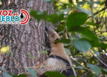 Autoridades reportan primer animal afectado por incendios forestale y activan línea de rescate