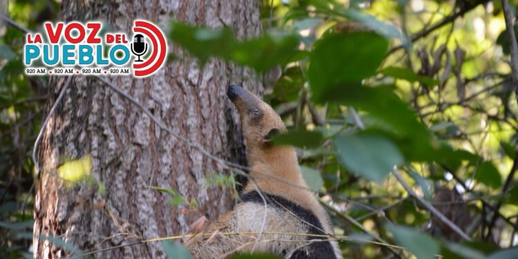 Autoridades reportan primer animal afectado por incendios forestale y activan línea de rescate
