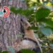 Autoridades reportan primer animal afectado por incendios forestale y activan línea de rescate