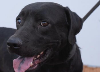 Secretaría de Salud Municipal inicia jornadas de vacunación gratuita para perros y gatos