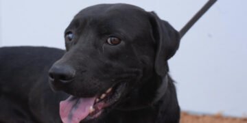 Secretaría de Salud Municipal inicia jornadas de vacunación gratuita para perros y gatos