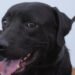 Secretaría de Salud Municipal inicia jornadas de vacunación gratuita para perros y gatos