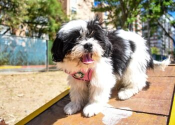 ¿Tienes un perrito? Ya puedes registrarlo en Comfehuellas, la nueva iniciativa de Comfenalco Tolima