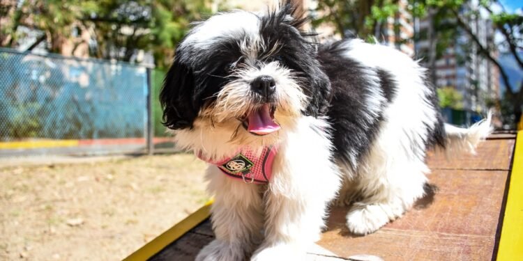¿Tienes un perrito? Ya puedes registrarlo en Comfehuellas, la nueva iniciativa de Comfenalco Tolima