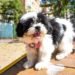 ¿Tienes un perrito? Ya puedes registrarlo en Comfehuellas, la nueva iniciativa de Comfenalco Tolima