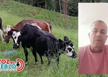 “Nos estafó y se escuda en ser juez”: ganadero denuncia millonaria deuda contra funcionario judicial del Tolima