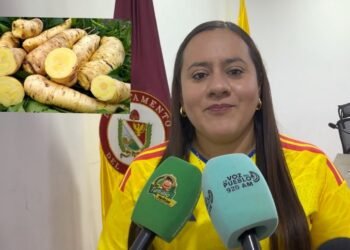 Aprueban en primer debate proyecto para impulsar la comercialización de la Arracacha tolimense
