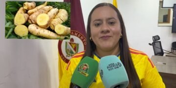 Aprueban en primer debate proyecto para impulsar la comercialización de la Arracacha tolimense