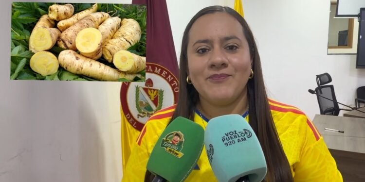 Aprueban en primer debate proyecto para impulsar la comercialización de la Arracacha tolimense