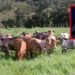 Fortalecer la agroindustria y la seguridad en el campo pedido al nuevo Gobierno de Abelardo de La Espriella