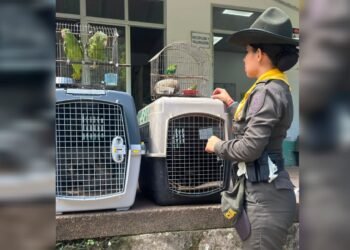 Rescatan 19 animales silvestres que permanecían en cautiverio en una finca de Ambalema