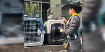 Rescatan 19 animales silvestres que permanecían en cautiverio en una finca de Ambalema